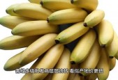 香蕉网国产,探索本土创意与产业的融合之路